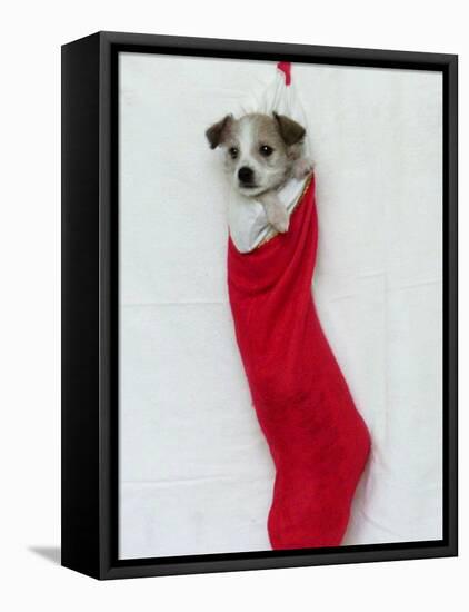 Homeless Puppy, December 2002-null-Framed Premier Image Canvas