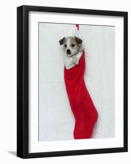 Homeless Puppy, December 2002-null-Framed Photographic Print