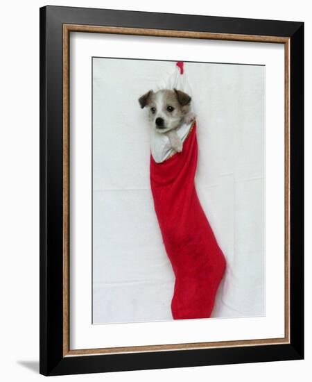 Homeless Puppy, December 2002-null-Framed Photographic Print