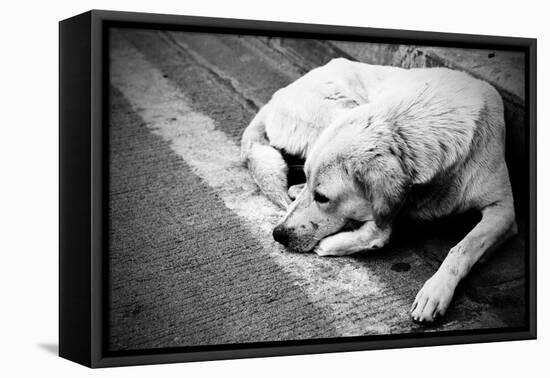Homeless Stray Dog-Zoom-zoom-Framed Premier Image Canvas