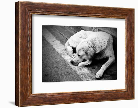 Homeless Stray Dog-Zoom-zoom-Framed Photographic Print