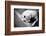 Homeless Stray Dog-Zoom-zoom-Framed Photographic Print