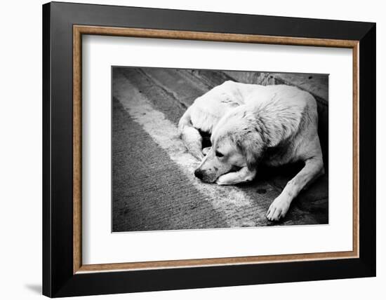 Homeless Stray Dog-Zoom-zoom-Framed Photographic Print