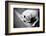 Homeless Stray Dog-Zoom-zoom-Framed Photographic Print