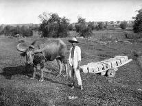 Native Cart in Manila, Philippines, 1908-1909-Homer L Knight-Giclee Print