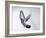 Homing Pigeon in Flight-null-Framed Photographic Print