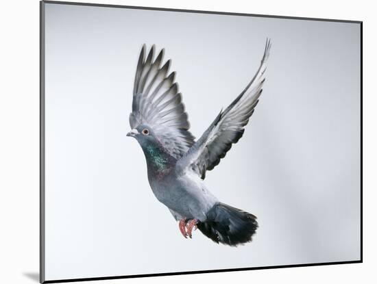 Homing Pigeon in Flight-null-Mounted Photographic Print