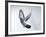 Homing Pigeon in Flight-null-Framed Photographic Print