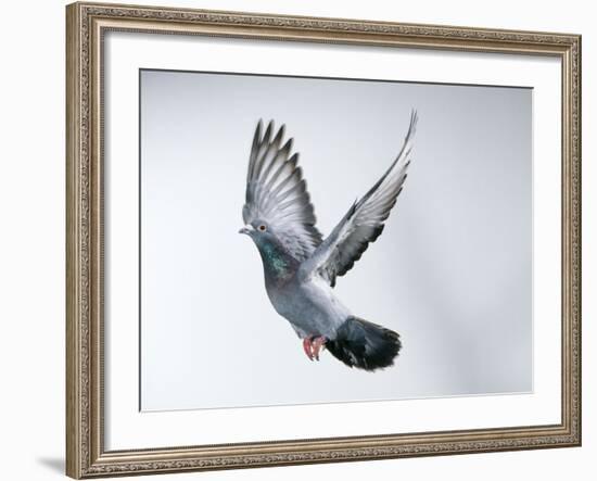 Homing Pigeon in Flight-null-Framed Photographic Print