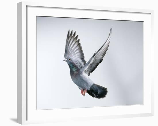 Homing Pigeon in Flight-null-Framed Photographic Print