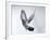 Homing Pigeon in Flight-null-Framed Photographic Print