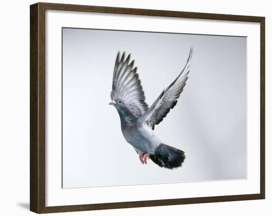 Homing Pigeon in Flight-null-Framed Photographic Print