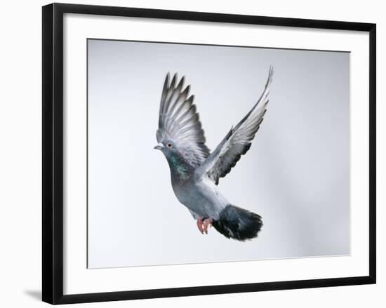 Homing Pigeon in Flight-null-Framed Photographic Print