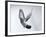 Homing Pigeon in Flight-null-Framed Photographic Print