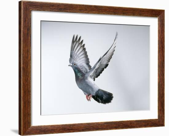 Homing Pigeon in Flight-null-Framed Photographic Print