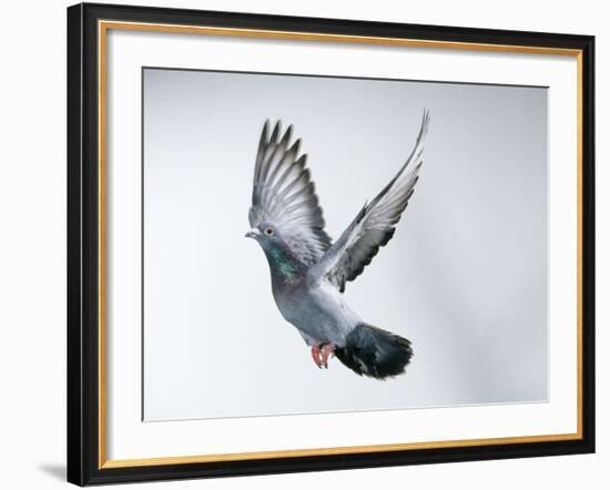 Homing Pigeon in Flight-null-Framed Photographic Print