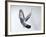 Homing Pigeon in Flight-null-Framed Photographic Print