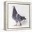 Homing Pigeon in Studio-null-Framed Premier Image Canvas