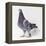 Homing Pigeon in Studio-null-Framed Premier Image Canvas