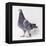Homing Pigeon in Studio-null-Framed Premier Image Canvas