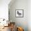 Homing Pigeon in Studio-null-Framed Premier Image Canvas displayed on a wall