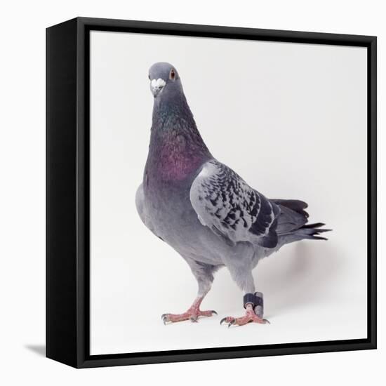 Homing Pigeon in Studio-null-Framed Premier Image Canvas