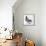 Homing Pigeon in Studio-null-Framed Premier Image Canvas displayed on a wall