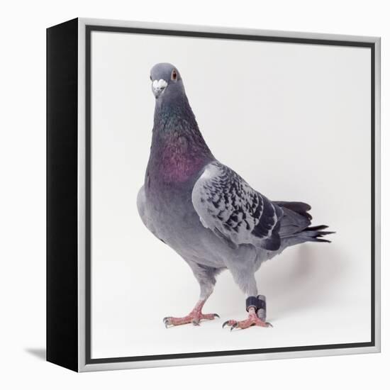 Homing Pigeon in Studio-null-Framed Premier Image Canvas