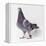 Homing Pigeon in Studio-null-Framed Premier Image Canvas