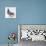 Homing Pigeon in Studio-null-Photographic Print displayed on a wall