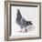 Homing Pigeon in Studio-null-Framed Photographic Print