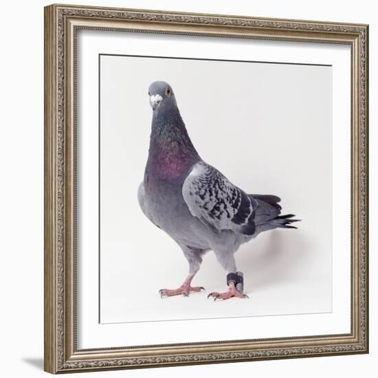 Homing Pigeon in Studio-null-Framed Photographic Print