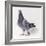 Homing Pigeon in Studio-null-Framed Photographic Print