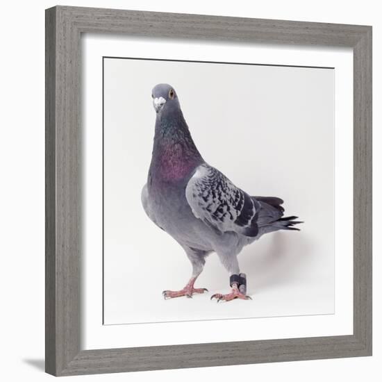 Homing Pigeon in Studio-null-Framed Photographic Print