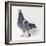 Homing Pigeon in Studio-null-Framed Photographic Print