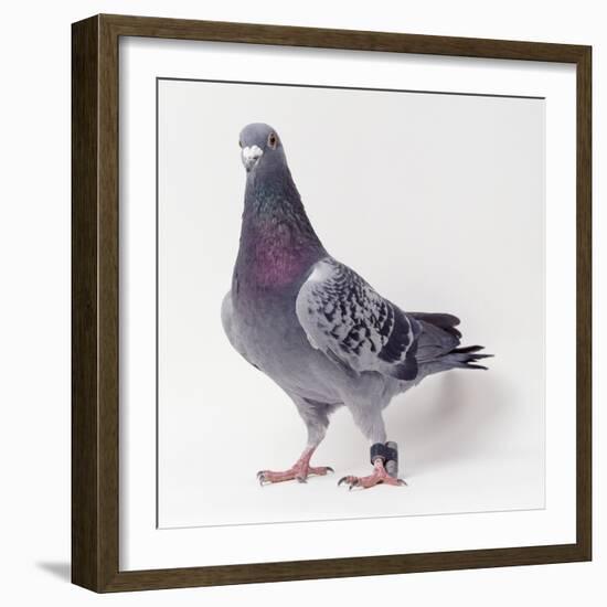 Homing Pigeon in Studio-null-Framed Photographic Print