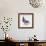 Homing Pigeon in Studio-null-Framed Photographic Print displayed on a wall