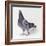 Homing Pigeon in Studio-null-Framed Photographic Print