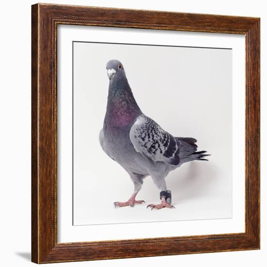 Homing Pigeon in Studio-null-Framed Photographic Print