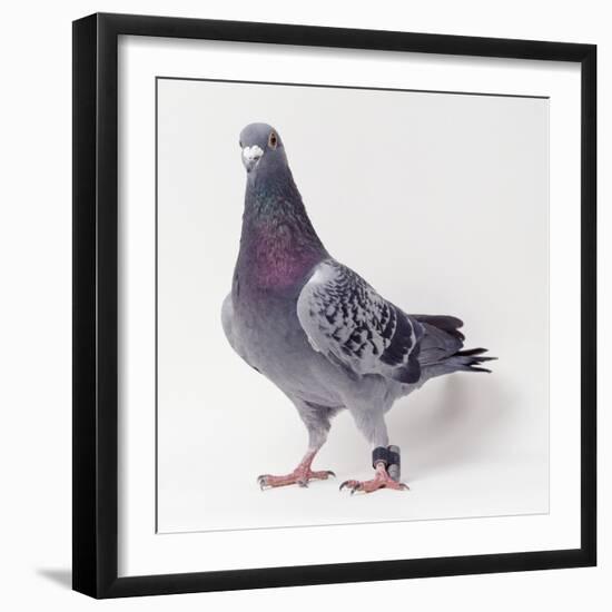 Homing Pigeon in Studio-null-Framed Photographic Print