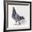 Homing Pigeon in Studio-null-Framed Photographic Print