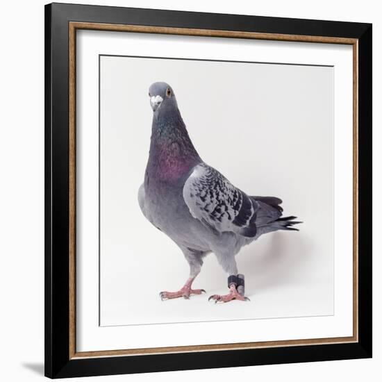 Homing Pigeon in Studio-null-Framed Photographic Print