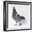 Homing Pigeon in Studio-null-Framed Photographic Print