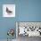 Homing Pigeon in Studio-null-Framed Photographic Print displayed on a wall