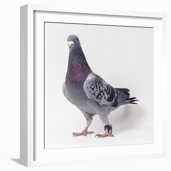 Homing Pigeon in Studio-null-Framed Photographic Print