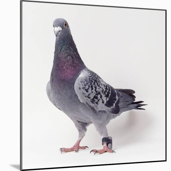 Homing Pigeon in Studio-null-Mounted Photographic Print