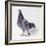 Homing Pigeon in Studio-null-Framed Photographic Print