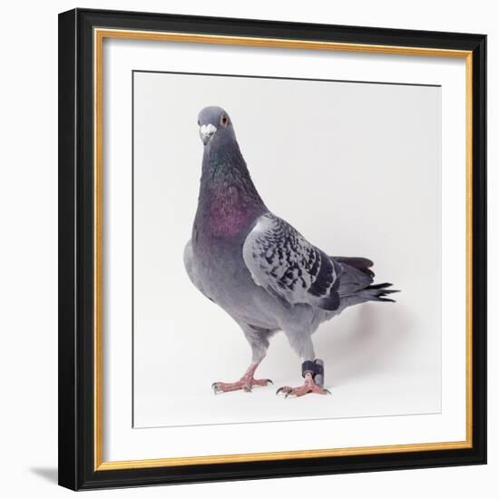 Homing Pigeon in Studio-null-Framed Photographic Print