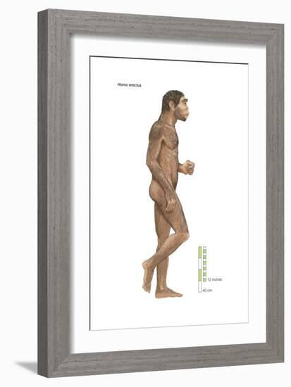 Homo Erectus, Evolution-Encyclopaedia Britannica-Framed Art Print