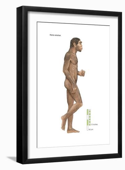 Homo Erectus, Evolution-Encyclopaedia Britannica-Framed Art Print